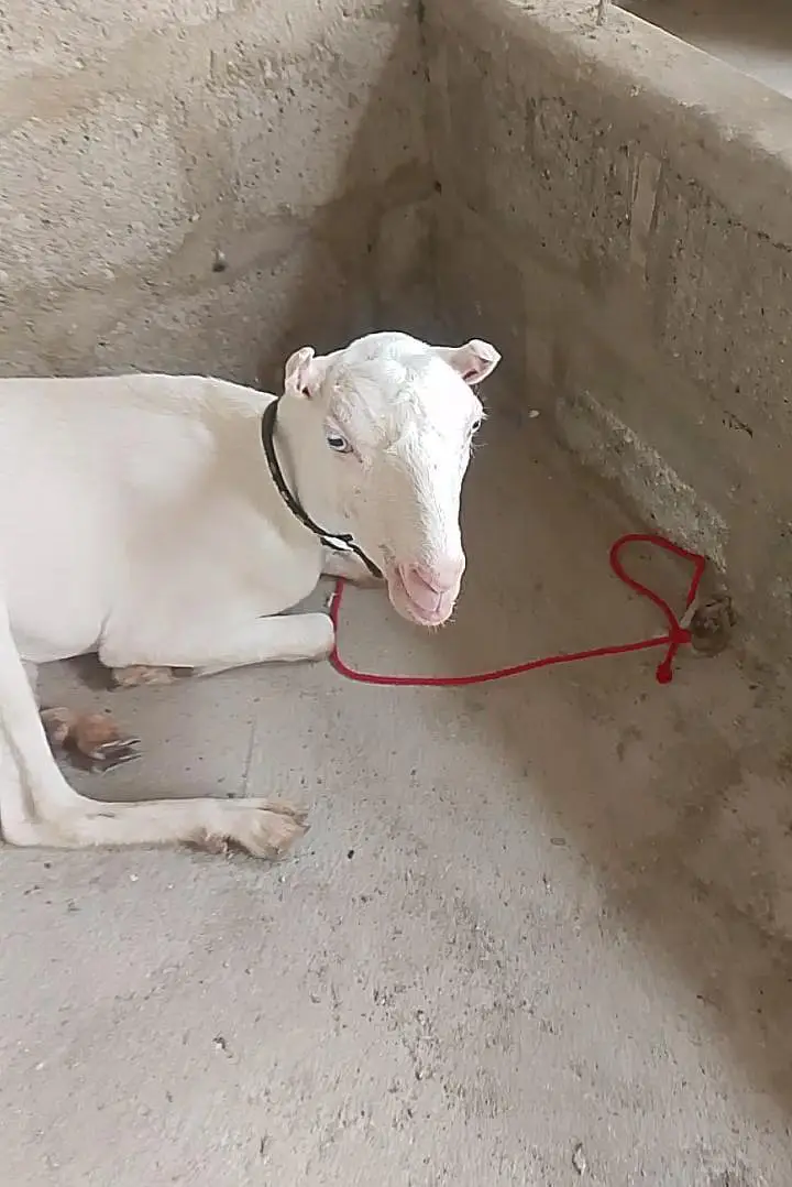 gulabi teddy bakri / teddi bakri / goat / bakri gulabi bakri