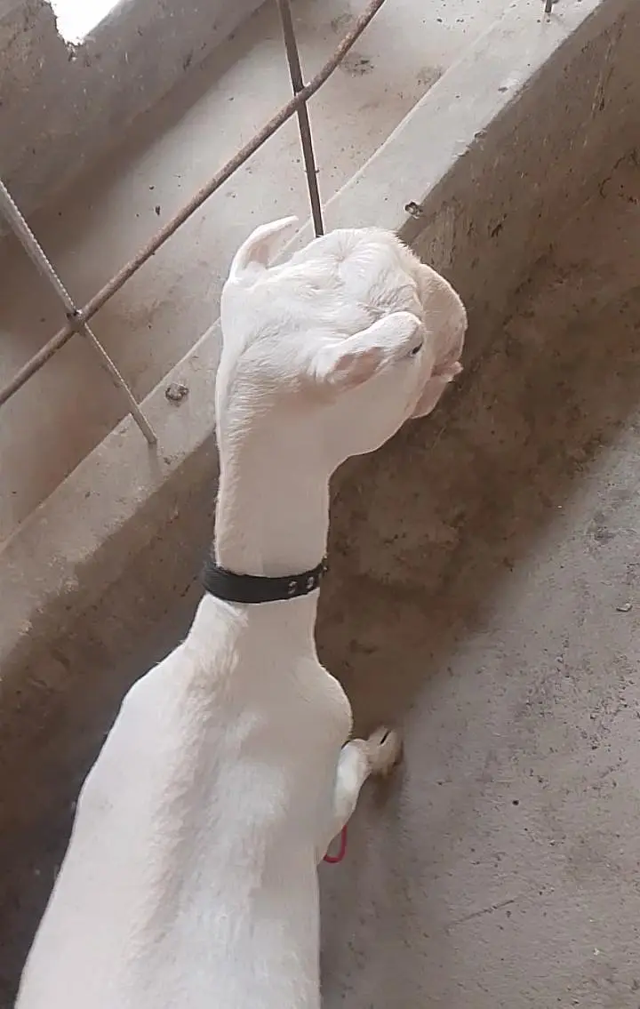 gulabi teddy bakri / teddi bakri / goat / bakri gulabi bakri — photo 2