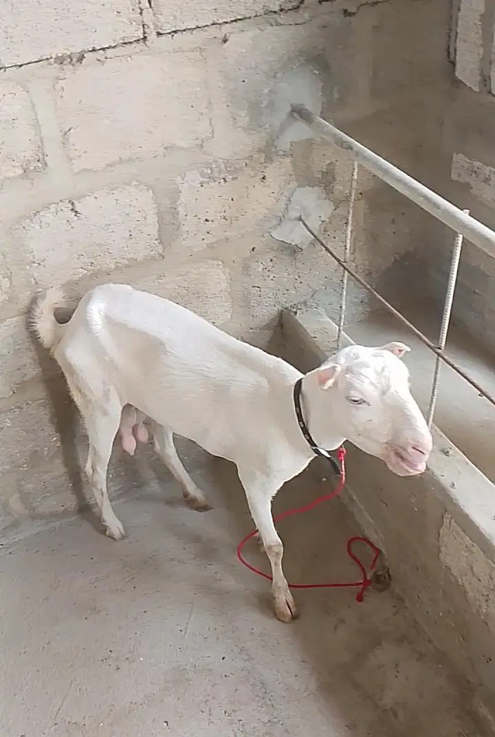 gulabi teddy bakri / teddi bakri / goat / bakri gulabi bakri — photo 3