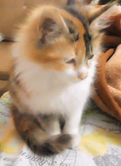 cat lost from 22 number amil colony