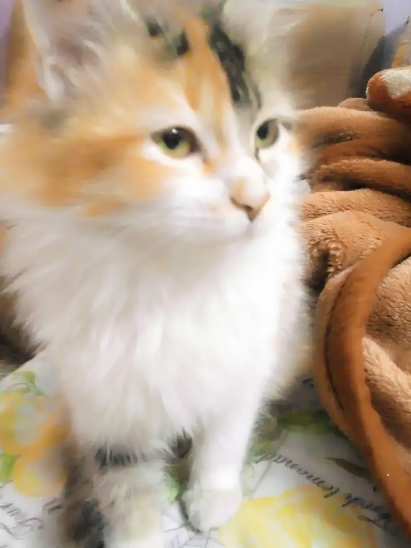 cat lost from 22 number amil colony — photo 2