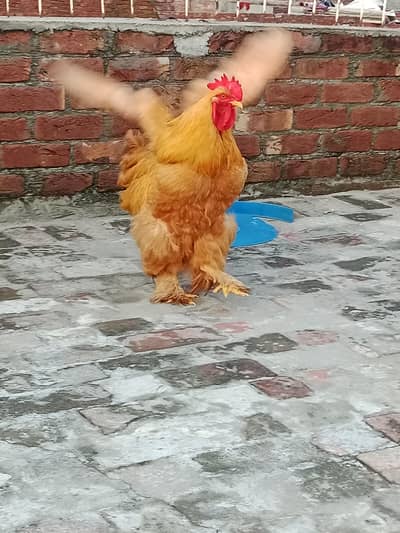 Golden buff trio sale female egg lying