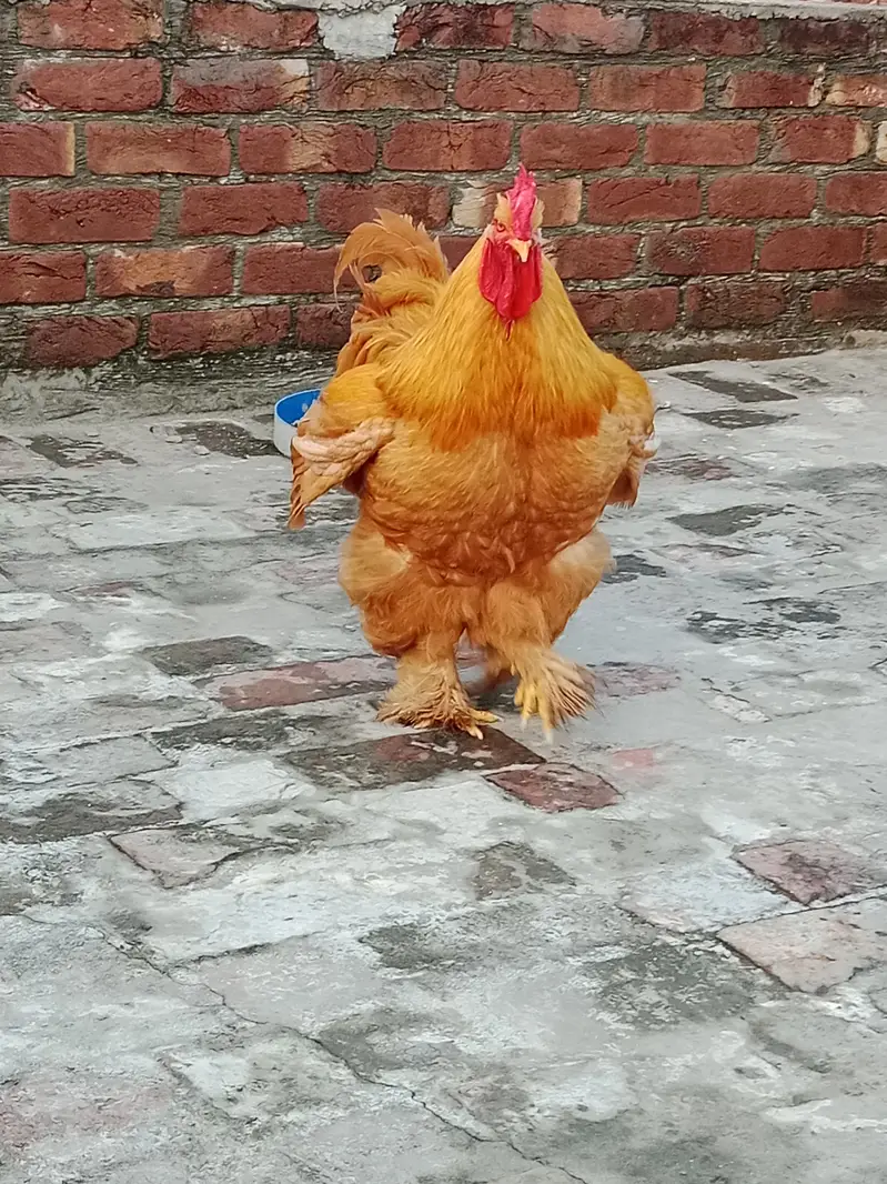 Golden buff trio sale female egg lying — photo 2