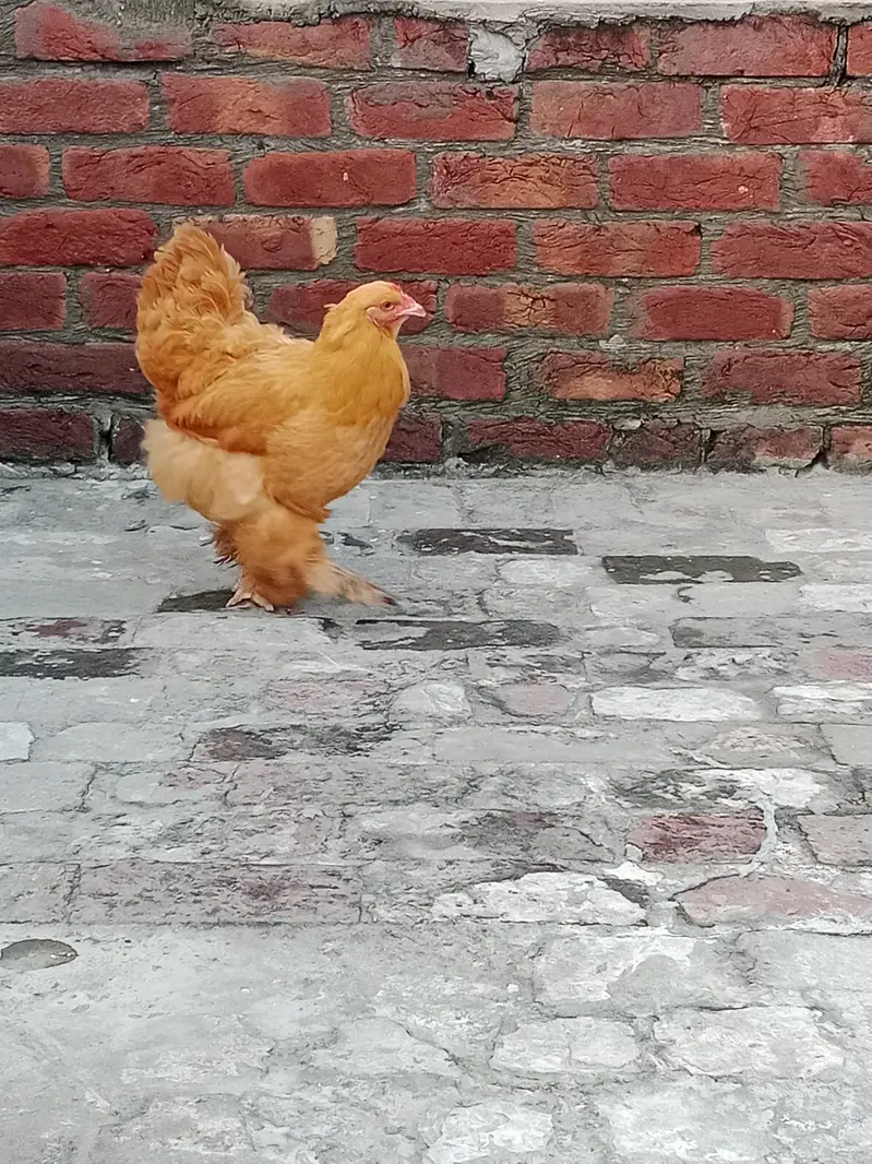 Golden buff trio sale female egg lying — photo 3