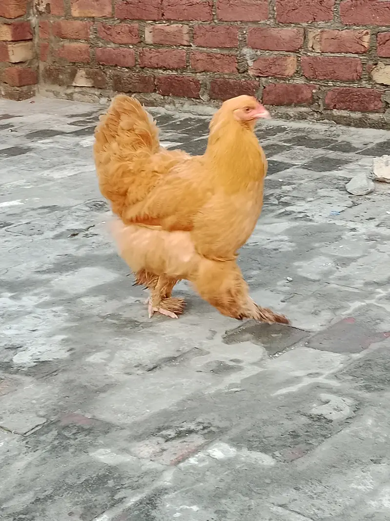 Golden buff trio sale female egg lying — photo 4