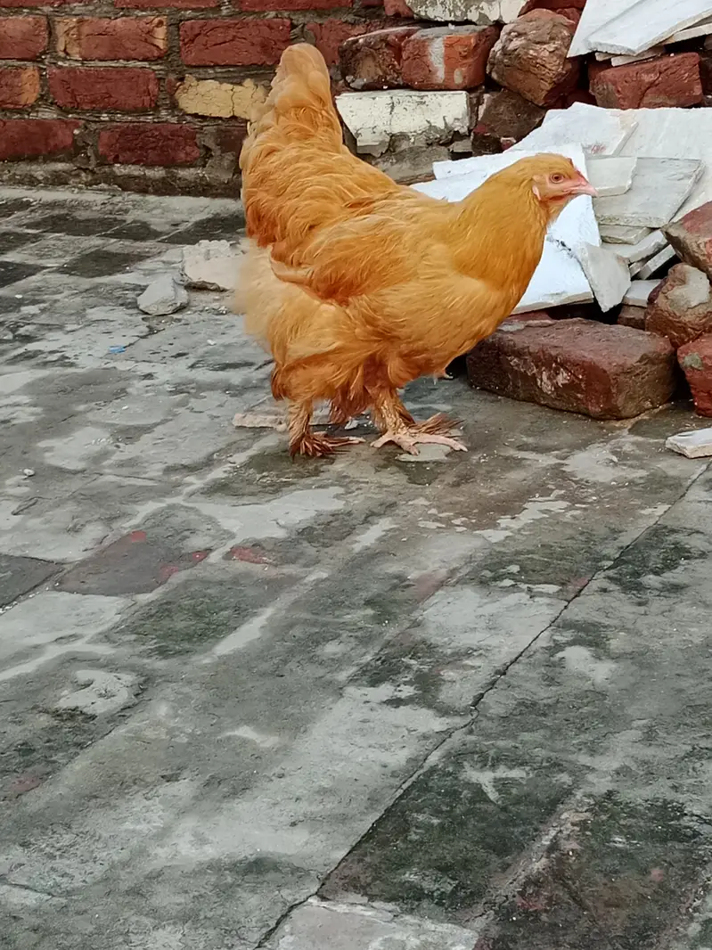 Golden buff trio sale female egg lying — photo 5