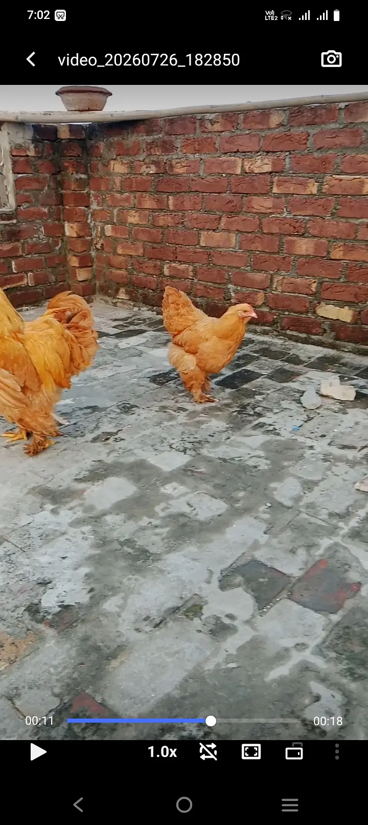 Golden buff trio sale female egg lying — photo 7