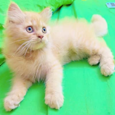persian cat healthy active