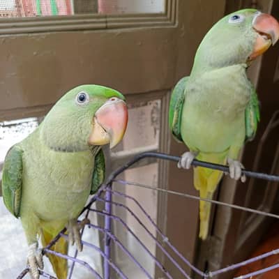raw parrot