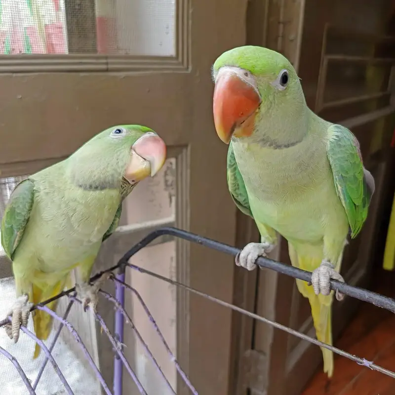 kashmiri raw parrot — photo 2