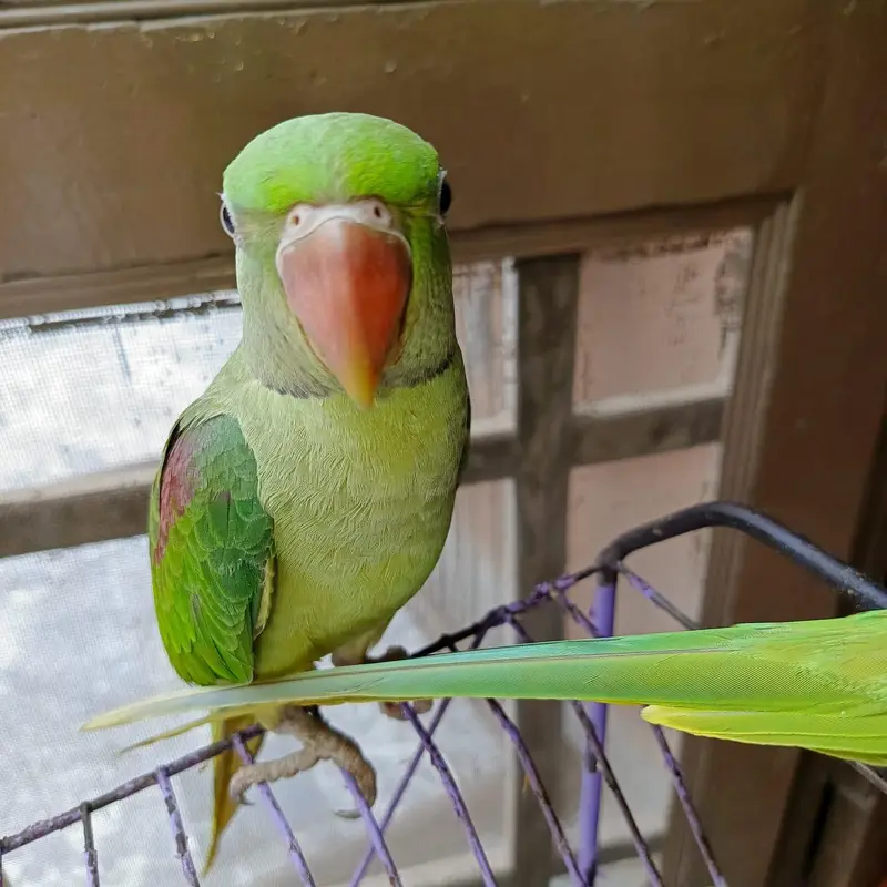 kashmiri raw parrot — photo 3