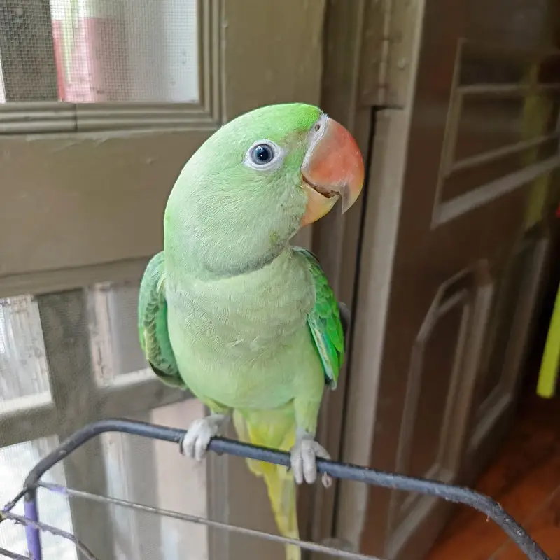 kashmiri raw parrot — photo 4