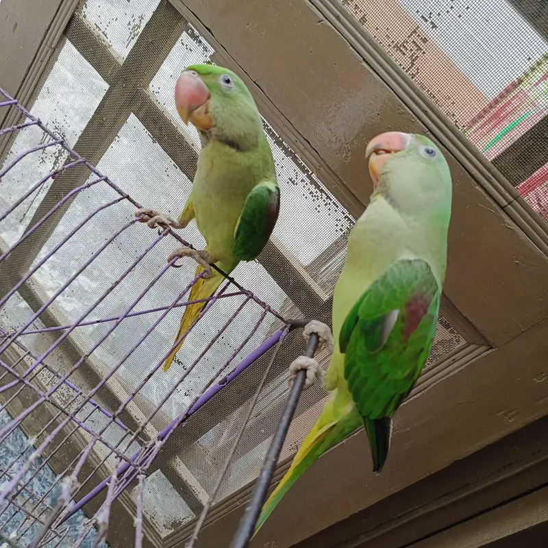 kashmiri raw parrot — photo 5