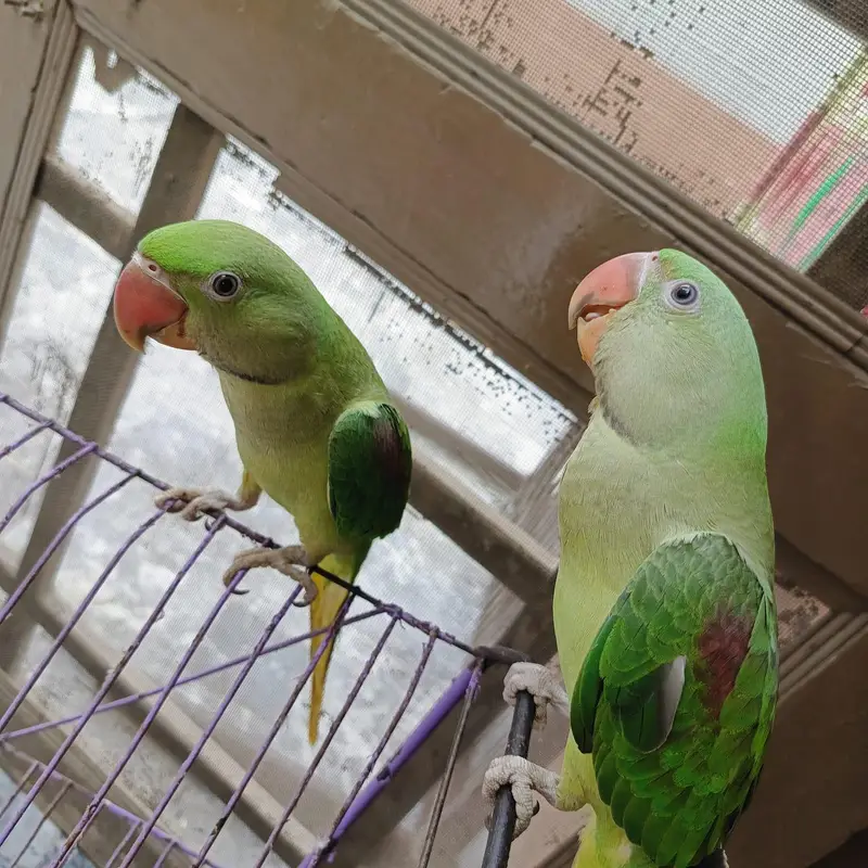 kashmiri raw parrot — photo 6