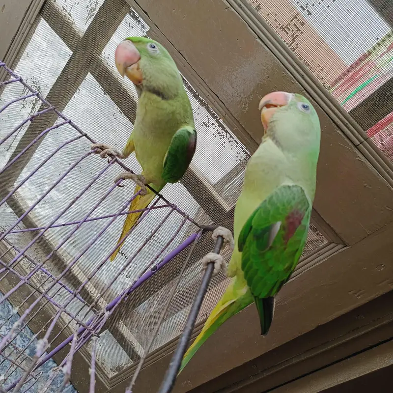 kashmiri raw parrot — photo 7