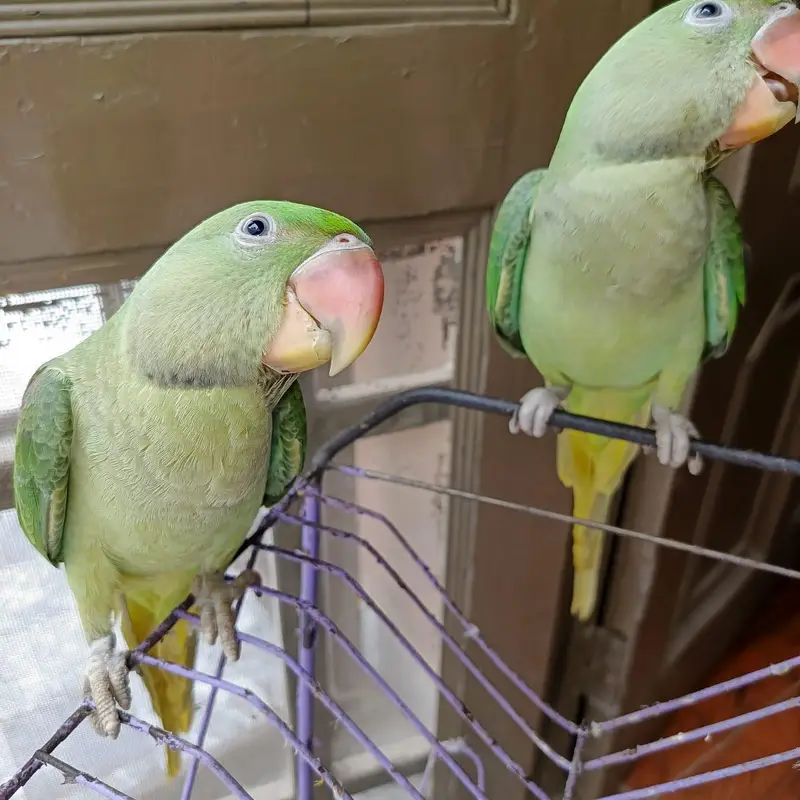 kashmiri raw parrot — photo 8