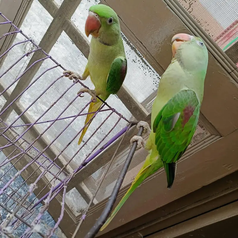 kashmiri raw parrot — photo 9