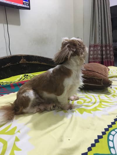 Shitzu female healthy and active