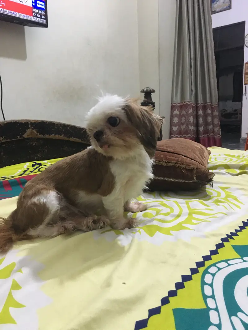 Shitzu female healthy and active — photo 2