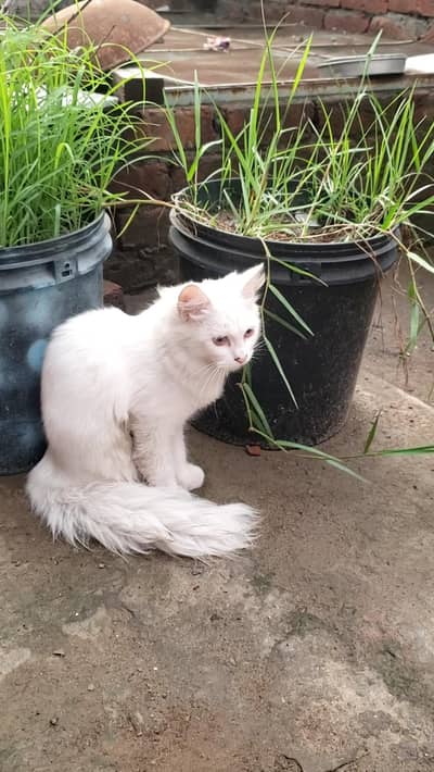 persian cat pair