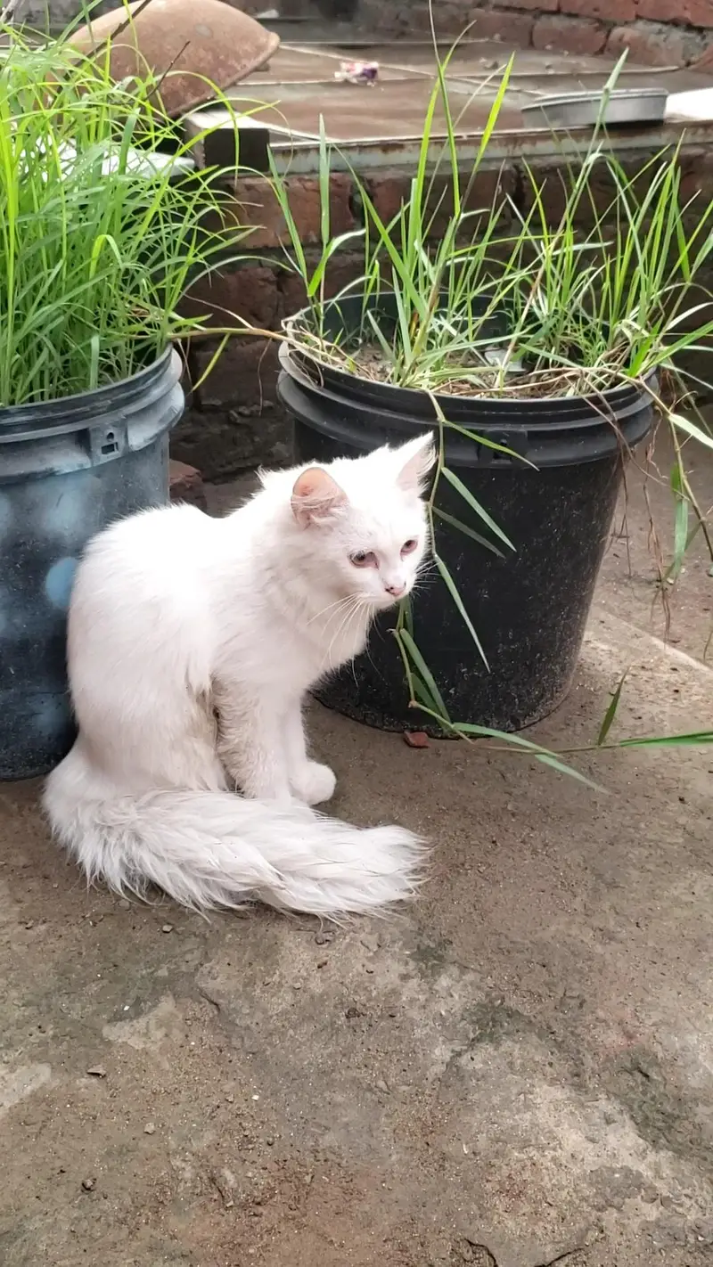 persian cat pair — photo 2