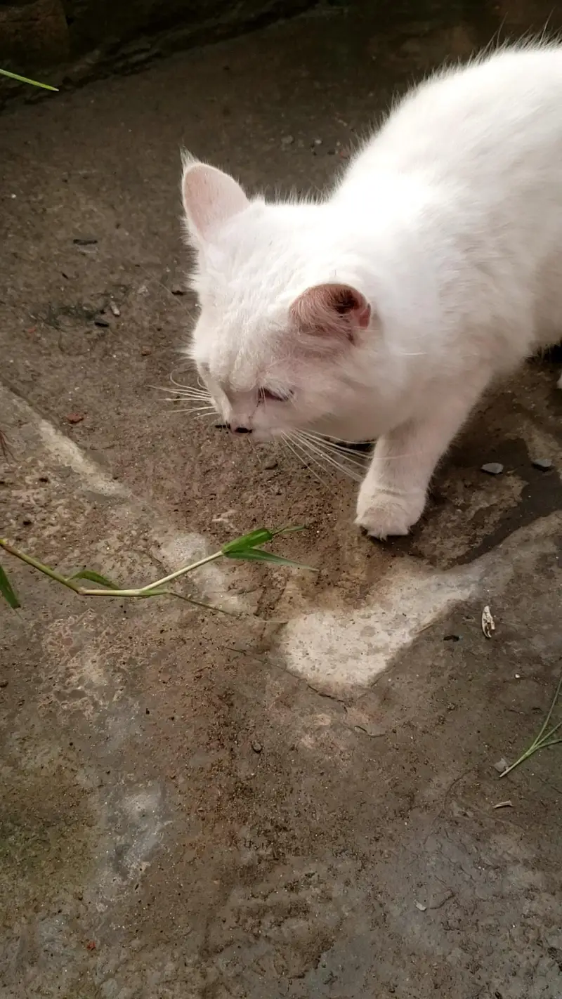 persian cat pair — photo 3