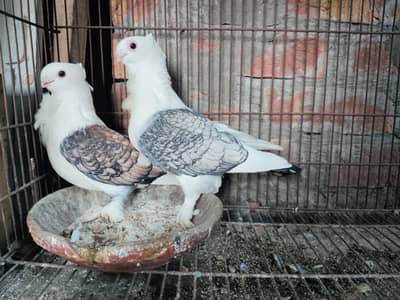 Sentient Breeder Pair For Sale