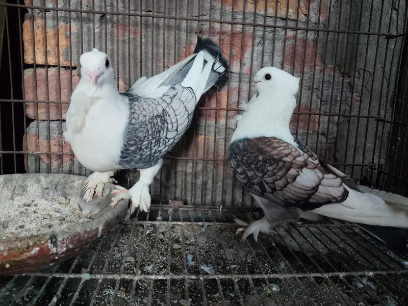 Sentient Breeder Pair For Sale — photo 2