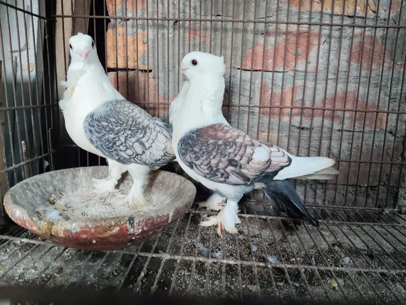 Sentient Breeder Pair For Sale — photo 3