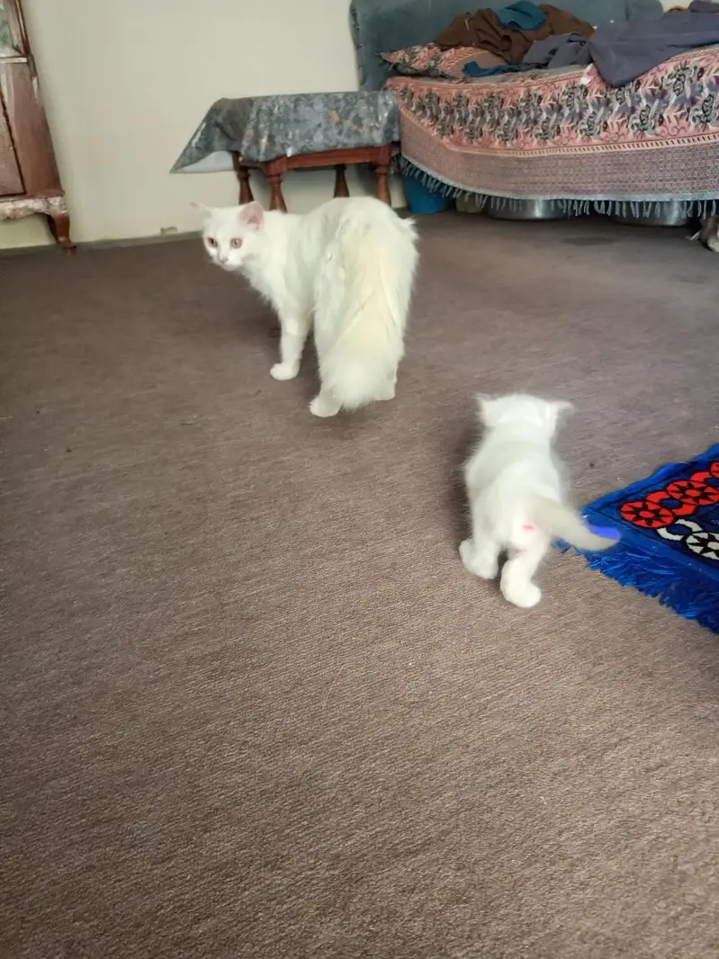 pershian cat of 9 months with one male kitten — photo 2
