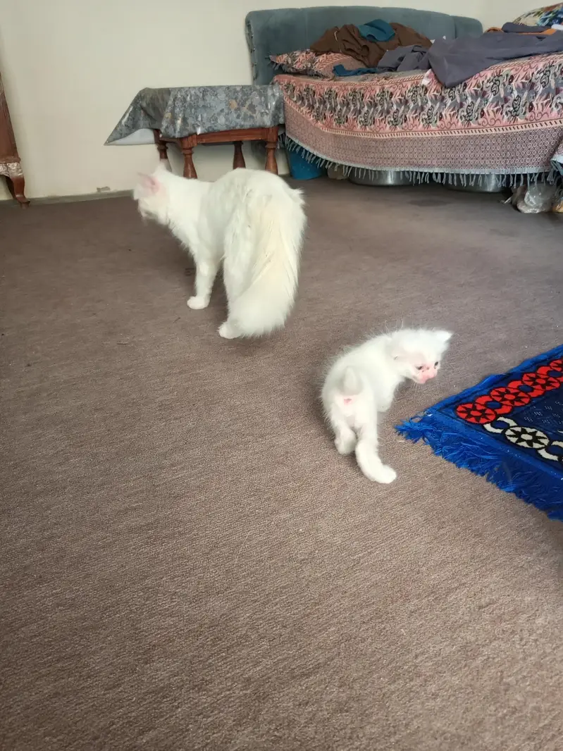 pershian cat of 9 months with one male kitten — photo 3