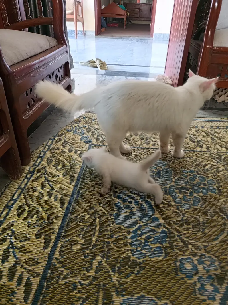 pershian cat of 9 months with one male kitten — photo 4