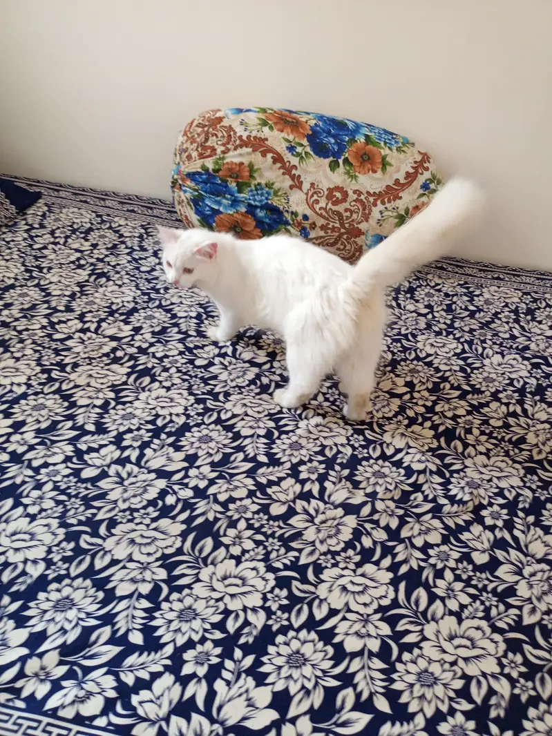 pershian cat of 9 months with one male kitten — photo 6