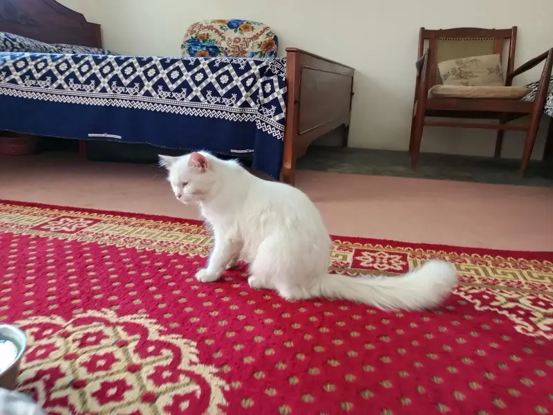 pershian cat of 9 months with one male kitten — photo 7