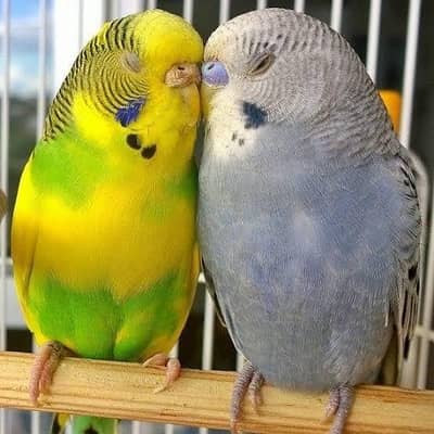 Budgies Breeding Pairs OR Setup for sale in Karachi