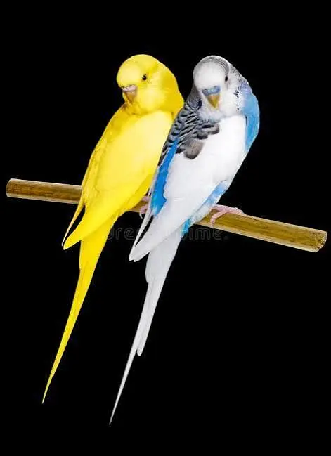 Budgies Breeding Pairs OR Setup for sale in Karachi — photo 2