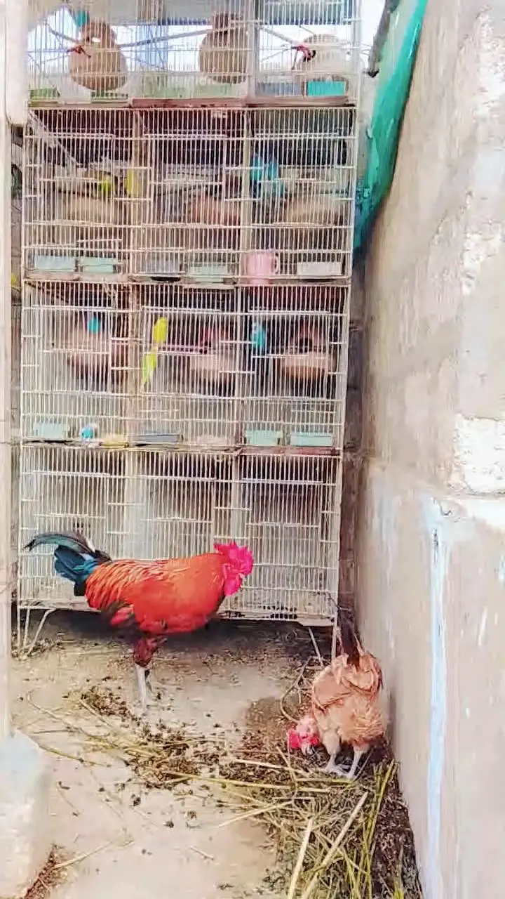 Budgies Breeding Pairs OR Setup for sale in Karachi — photo 3