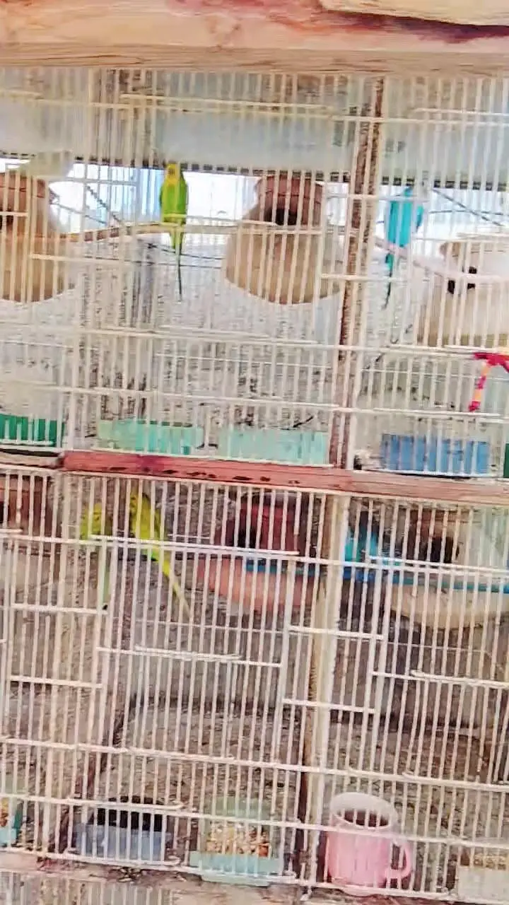 Budgies Breeding Pairs OR Setup for sale in Karachi — photo 4