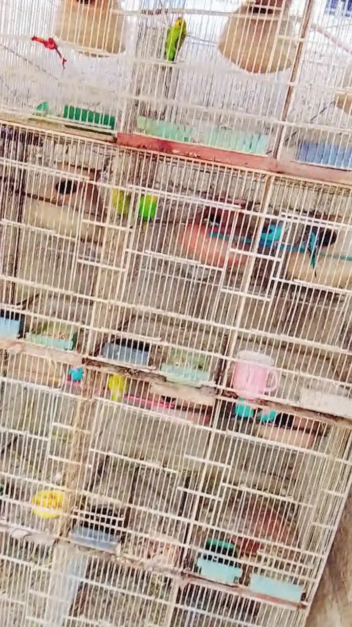 Budgies Breeding Pairs OR Setup for sale in Karachi — photo 5