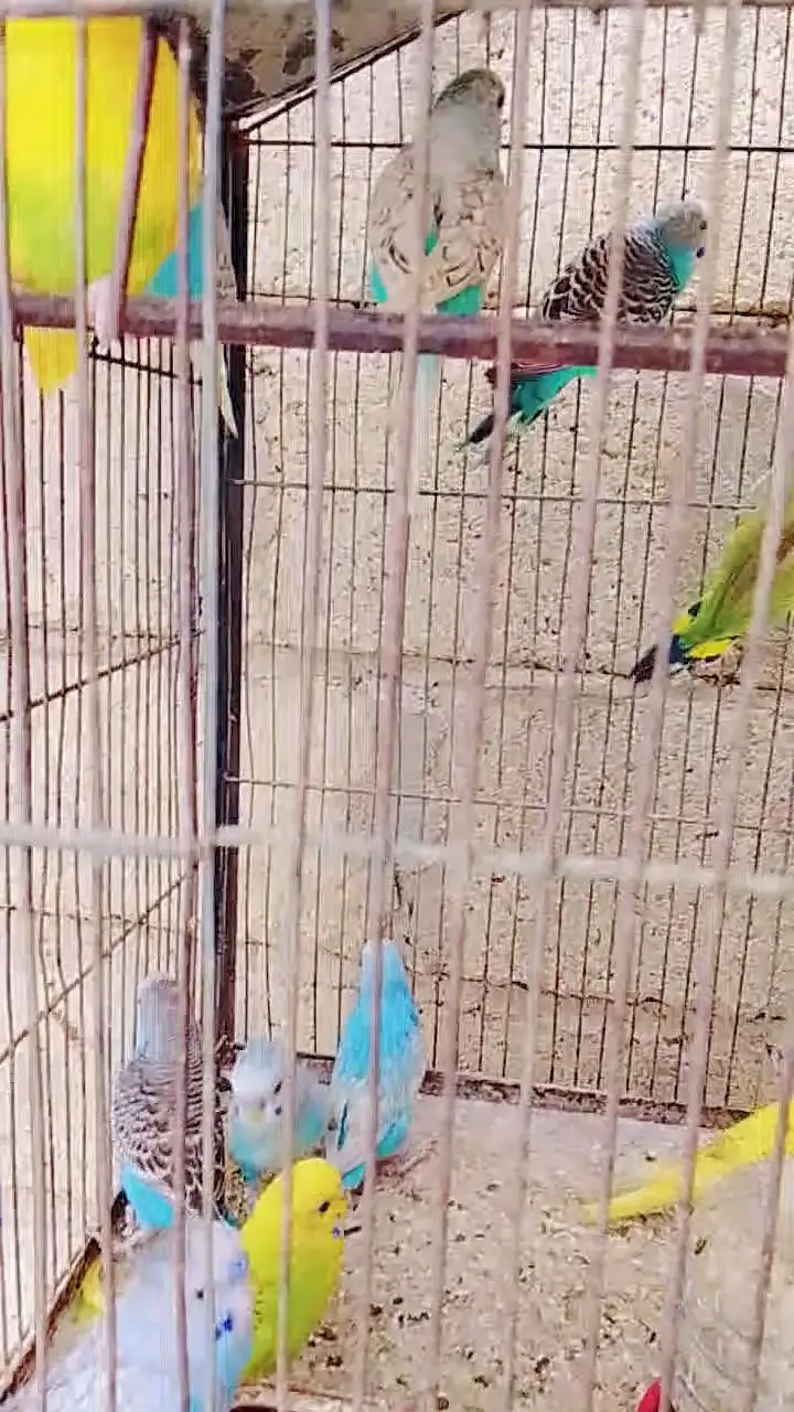 Budgies Breeding Pairs OR Setup for sale in Karachi — photo 6