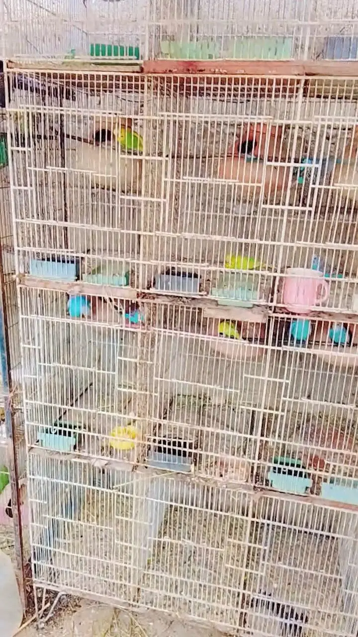 Budgies Breeding Pairs OR Setup for sale in Karachi — photo 7