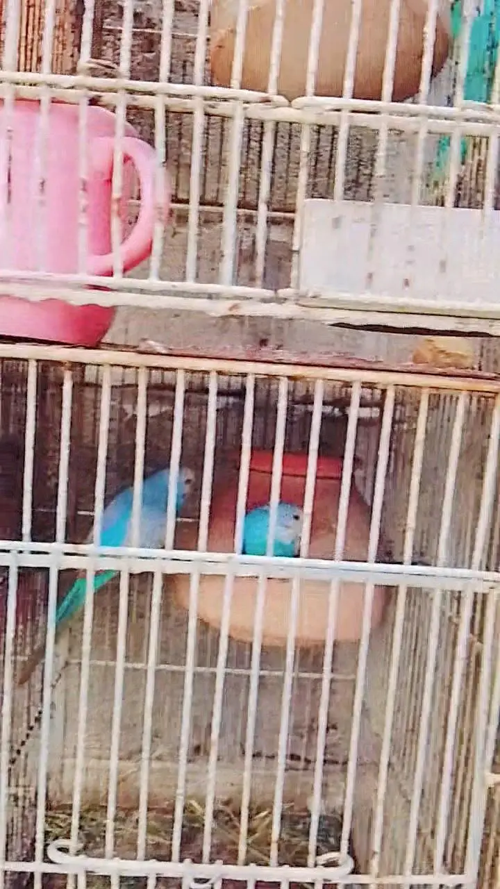 Budgies Breeding Pairs OR Setup for sale in Karachi — photo 8