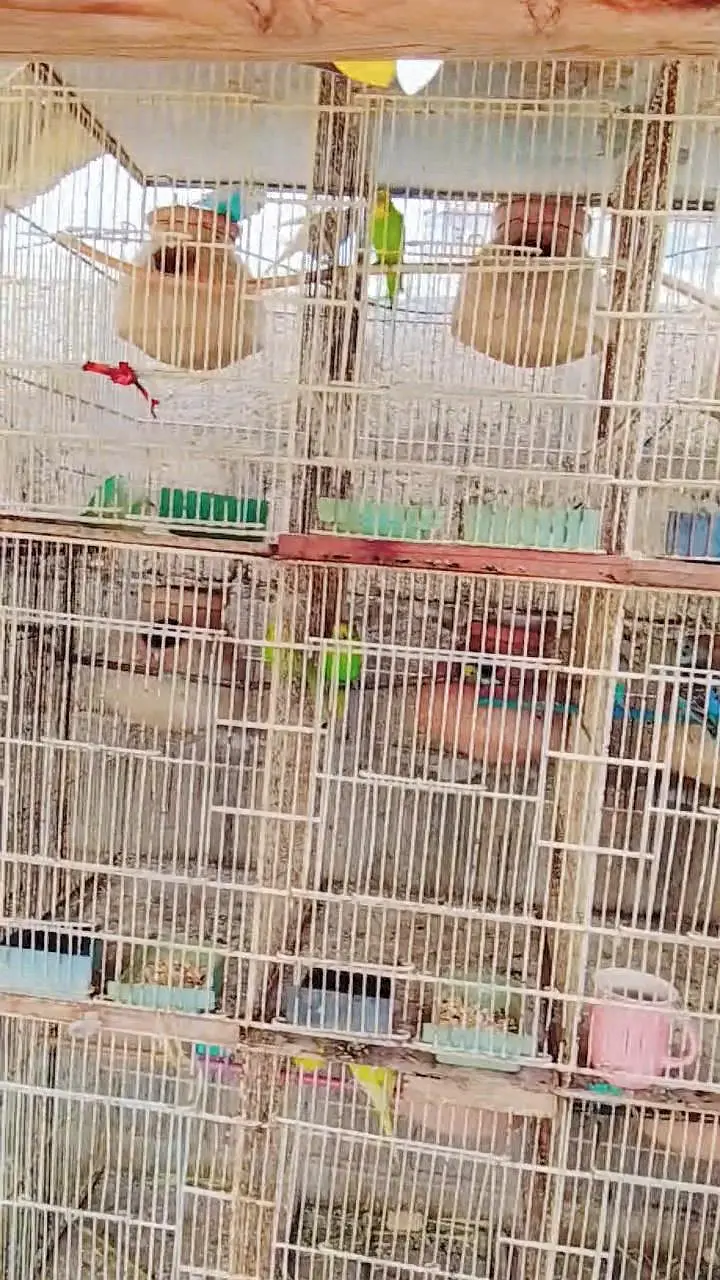Budgies Breeding Pairs OR Setup for sale in Karachi — photo 9