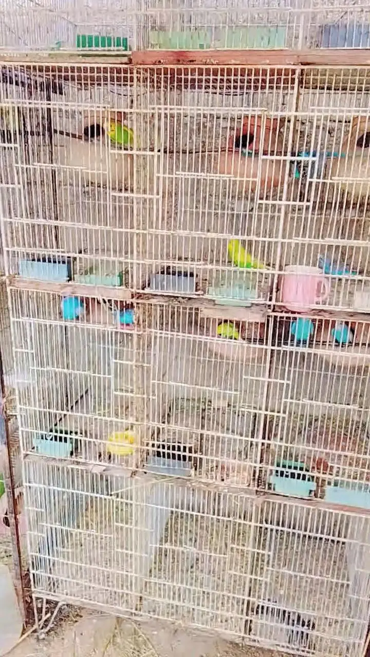 Budgies Breeding Pairs OR Setup for sale in Karachi — photo 10