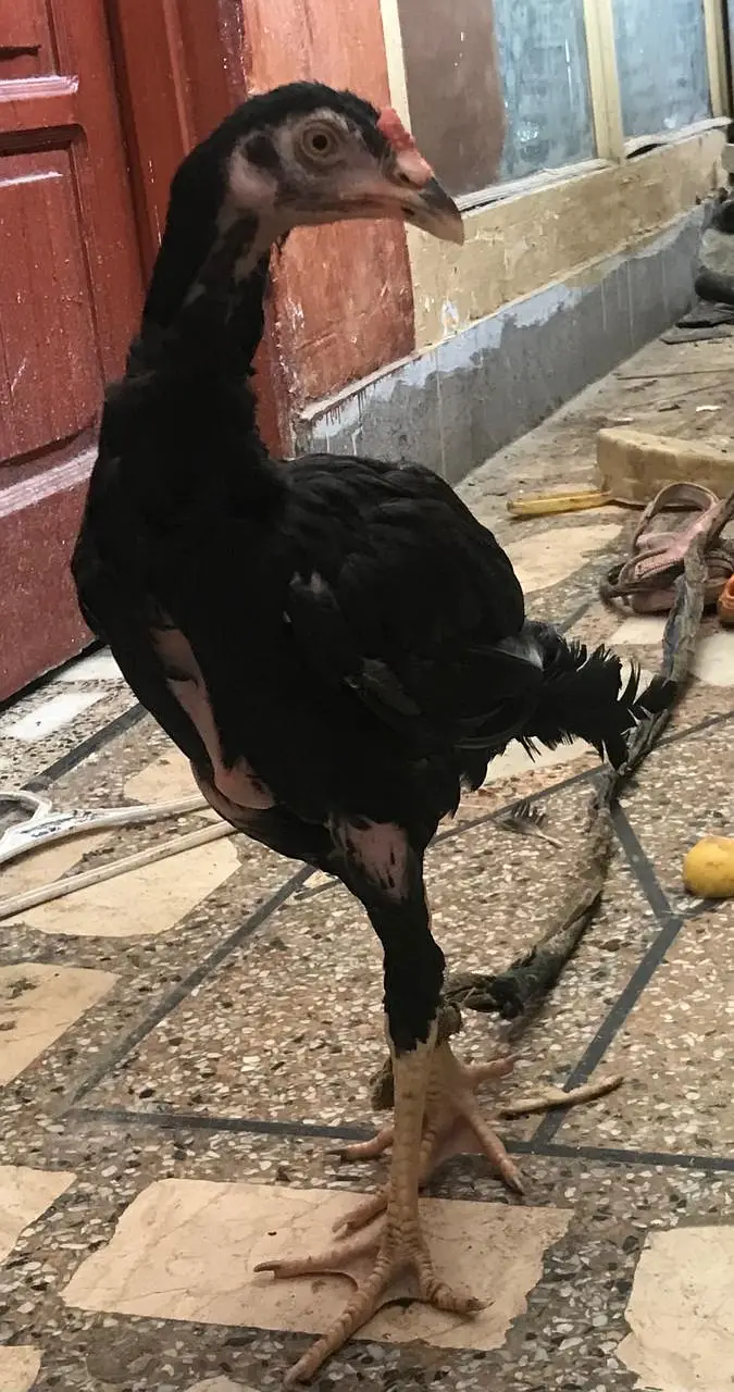Aseel mian wali — photo 12