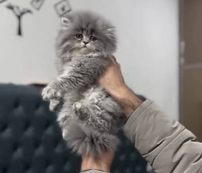 Quality Persian Punchface cat & kitten. moreWhatsApp 03714663282