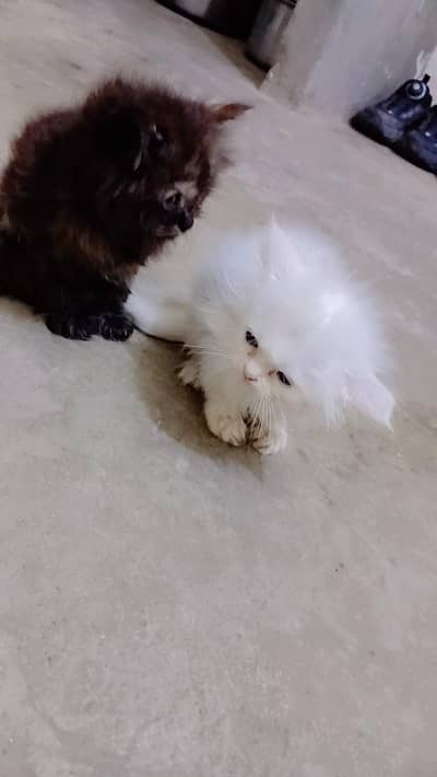 persion cats   pair 2 month age