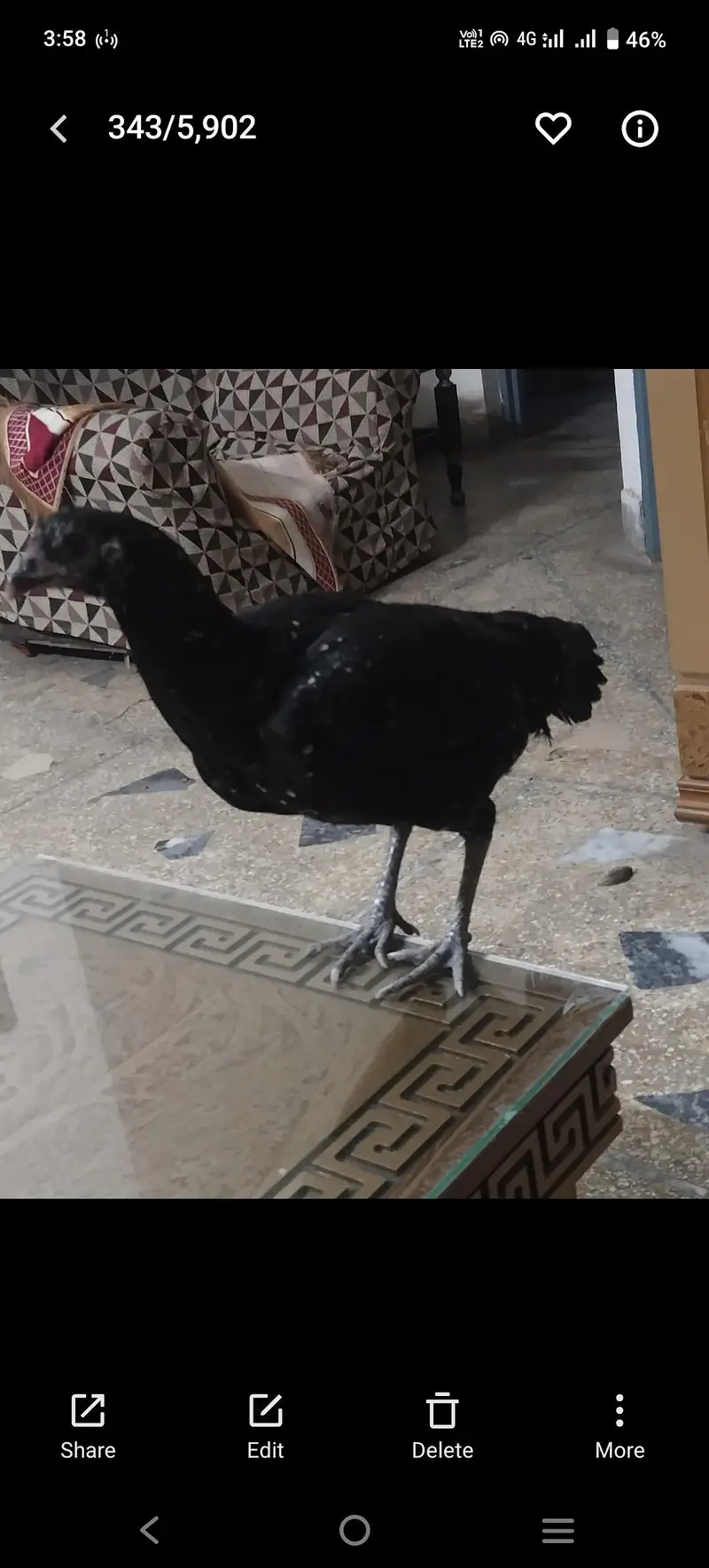 Thailand cross breed — photo 2