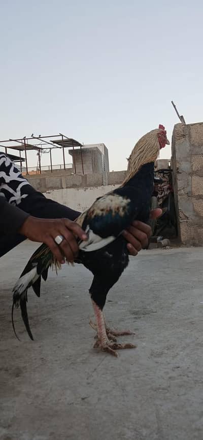 Aseel Pair Hens For Sale