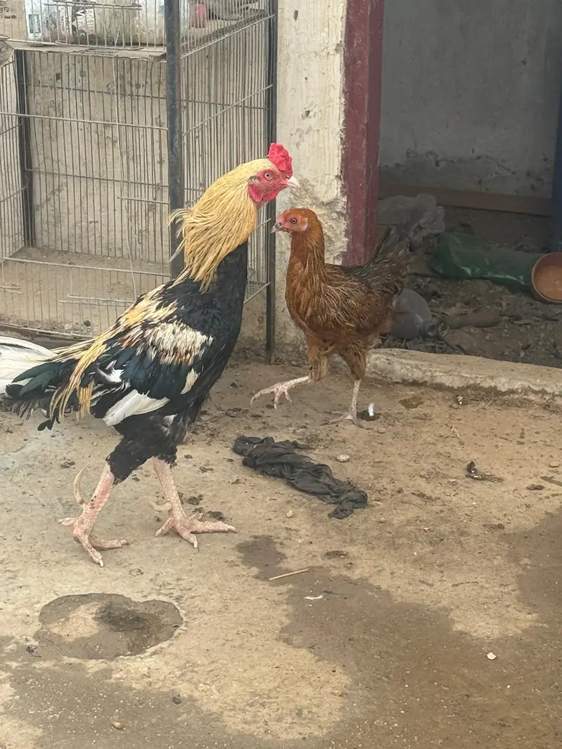 Aseel Pair Hens For Sale — photo 2